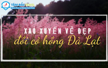 Xao xuyến vẻ đẹp đồi cỏ hồng Đà Lạt